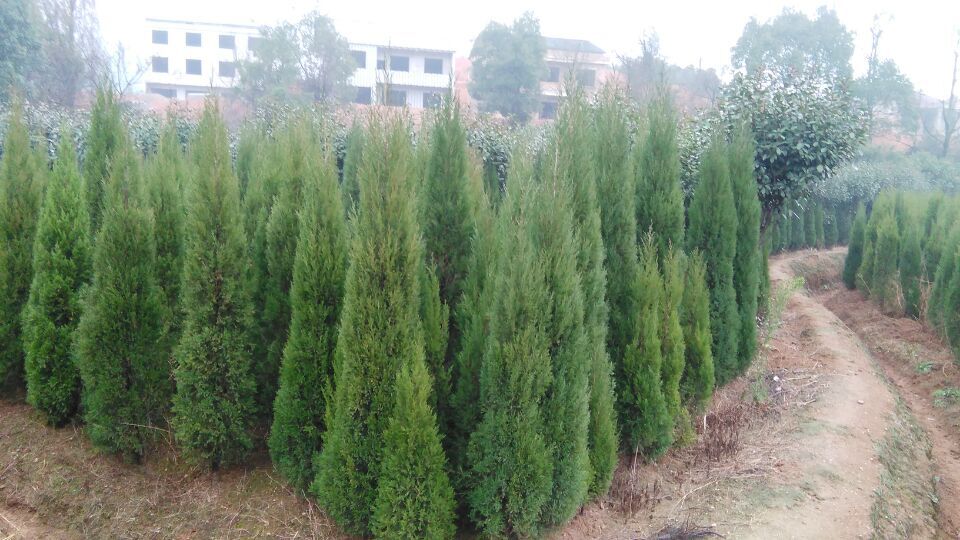 衡陽武岳苗木種植專業(yè)合作社 綠色產(chǎn)業(yè)的新標(biāo)桿